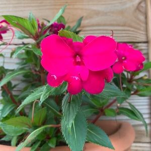 Meet your Posher, Yamila